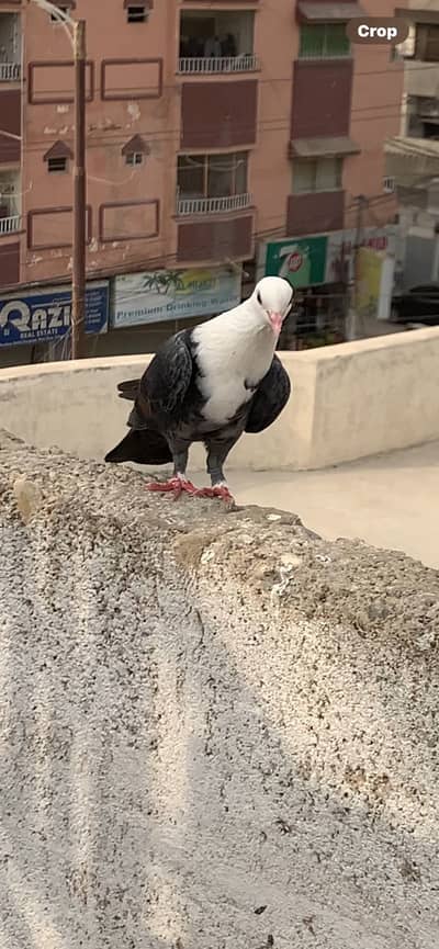 Karbalai gandydar female for sale Tawy band