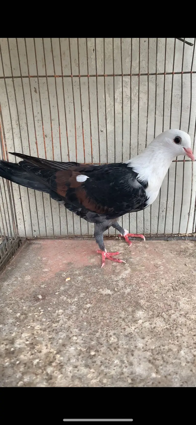 Karbalai gandydar female for sale Tawy band — photo 4