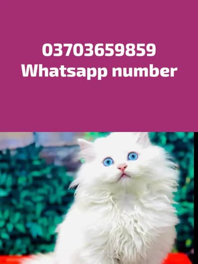 Persian Female kitten for sale