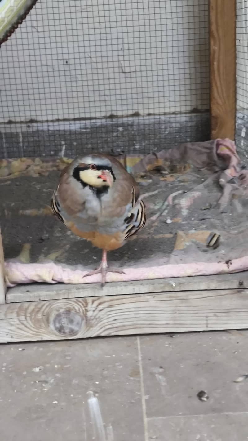 Big Size Cage and chakor food 4