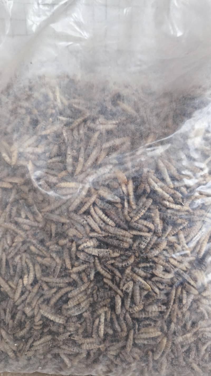 Big Size Cage and chakor food 6
