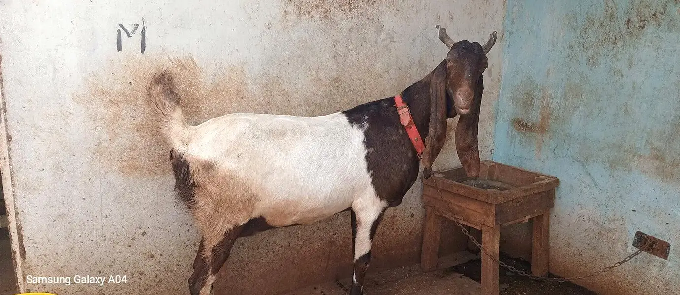 i bakra for sale age 2 YEAER hai ghar ka pla hoa bakri 3 year — photo 2