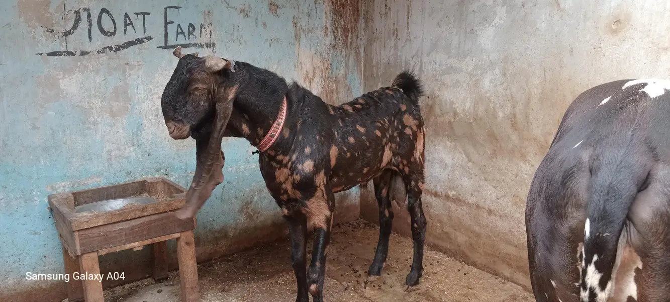 i bakra for sale age 2 YEAER hai ghar ka pla hoa bakri 3 year — photo 3