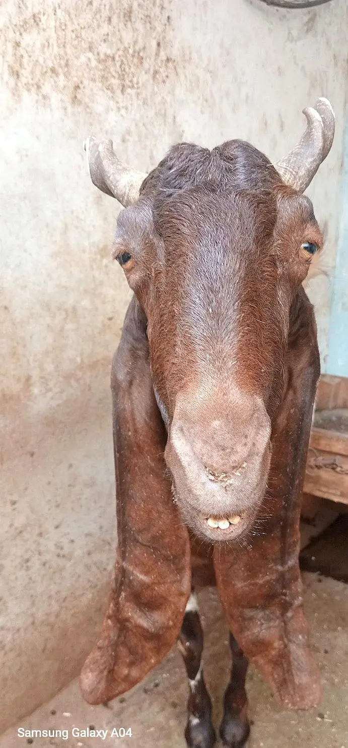 i bakra for sale age 2 YEAER hai ghar ka pla hoa bakri 3 year — photo 4