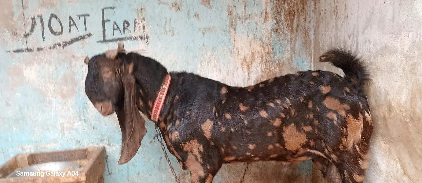 i bakra for sale age 2 YEAER hai ghar ka pla hoa bakri 3 year — photo 5