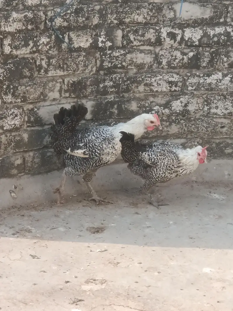 pure Fayoumi misri — photo 4