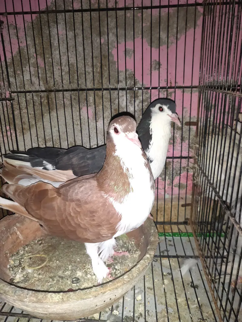 Fancy pigeon for sell , 4 pigeon urgent sale — photo 3
