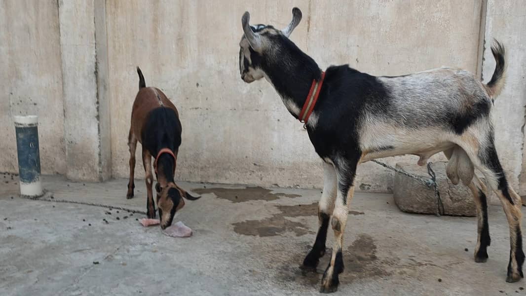 پیور گلموری میل فی میل 1