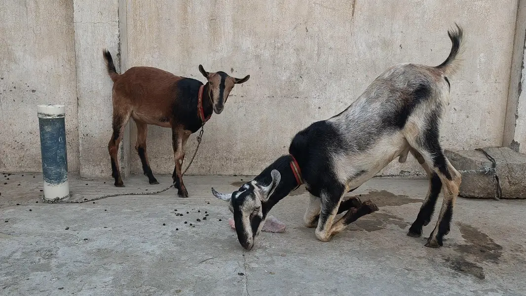 پیور گلموری میل فی میل — photo 3