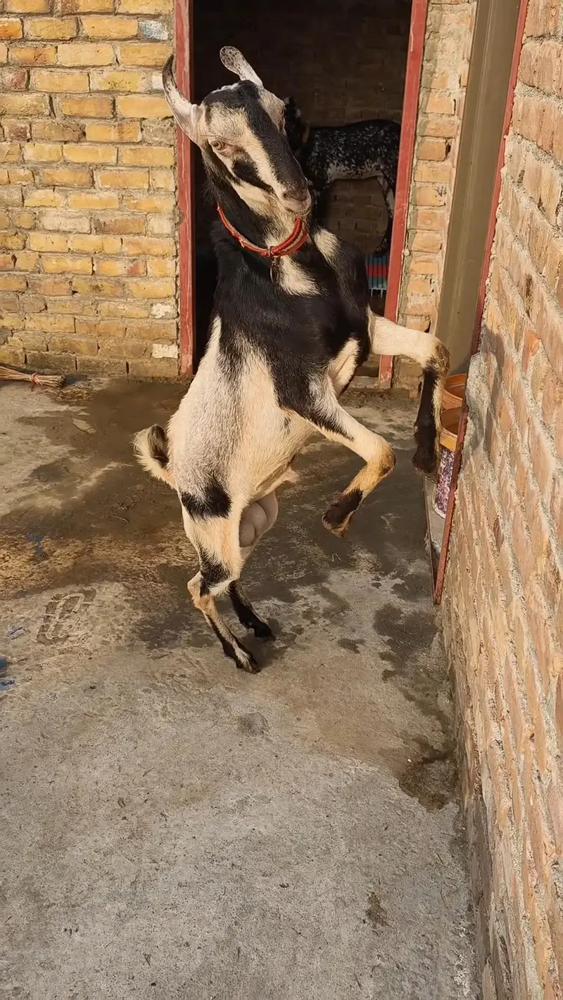 پیور گلموری میل فی میل — photo 6