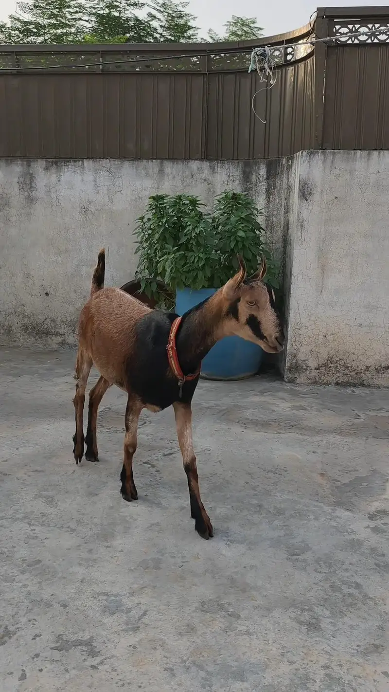 پیور گلموری میل فی میل — photo 7