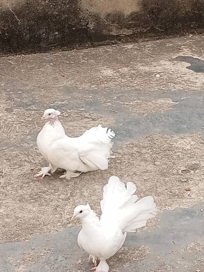 Best Indian fantail pigeon. white color beautiful pigeon pair
