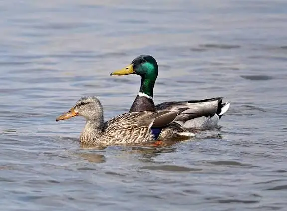 long neck breeder ducks Geese 7000 pair — photo 2