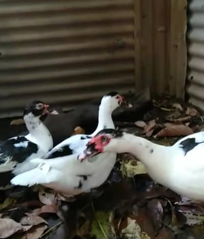 pied Muscovy duck