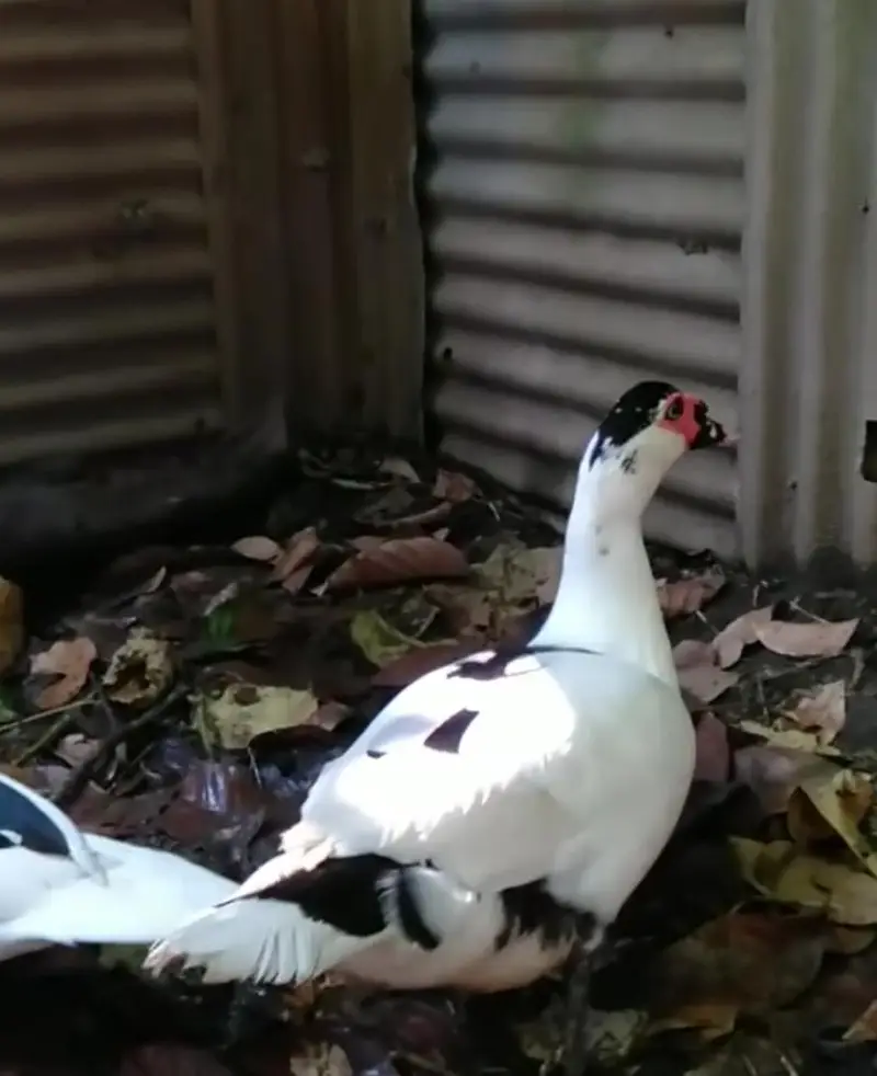 pied Muscovy duck — photo 2