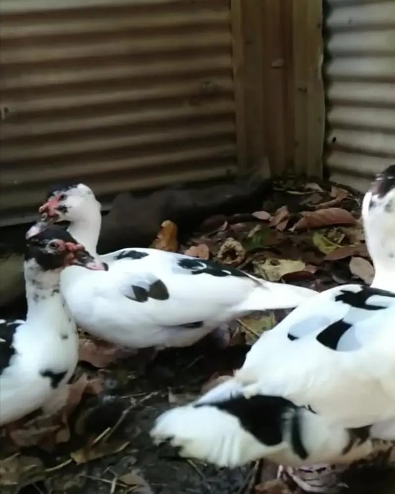 pied Muscovy duck — photo 3