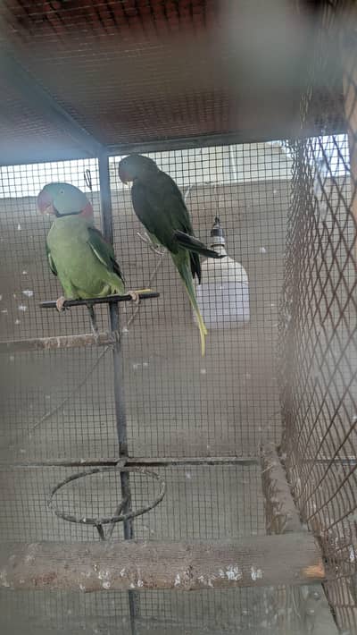 raw parrot, kashmiri Pahari parrot