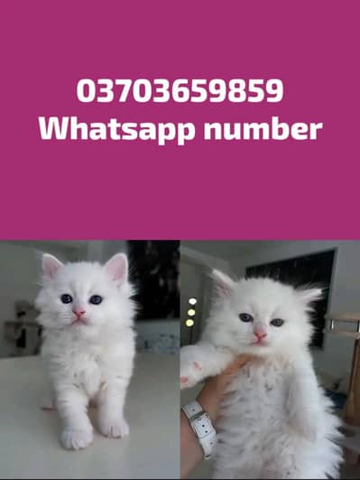 Persian Female kitten for sale