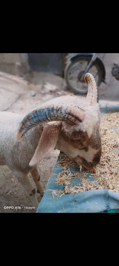 Big Horn Long Tail Sheep Marino Australian