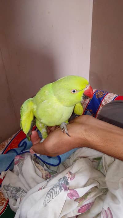 ringneck parrot acha tota ha hand tamed