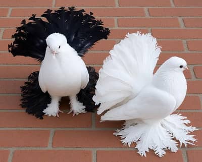Indian Faintail Pigeon Pair for sale