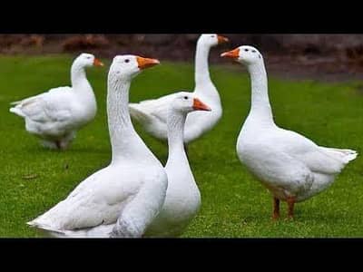 long neck Geese breeder pairs 7000