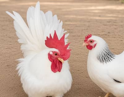 Japanese Bantam Pair Hens For sale