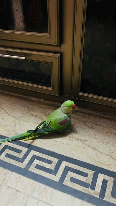 raw parrot male