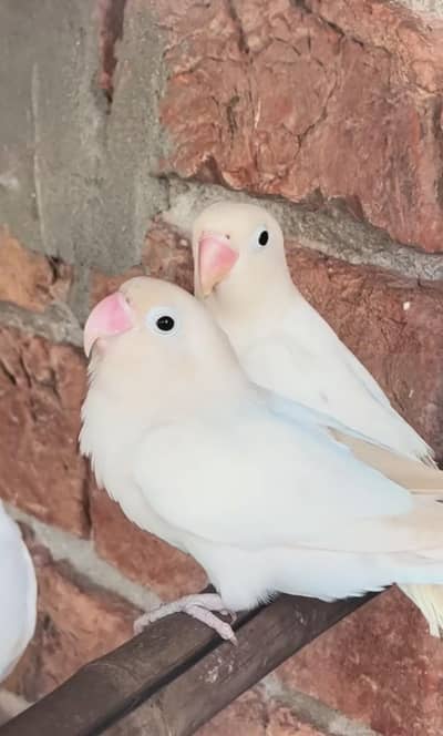 love birds