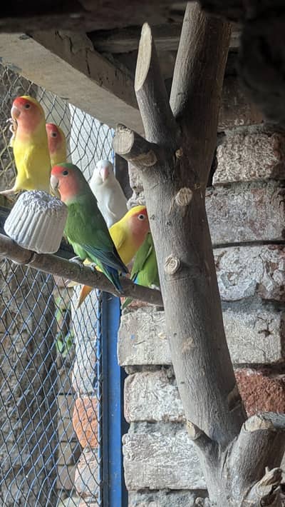 love birds