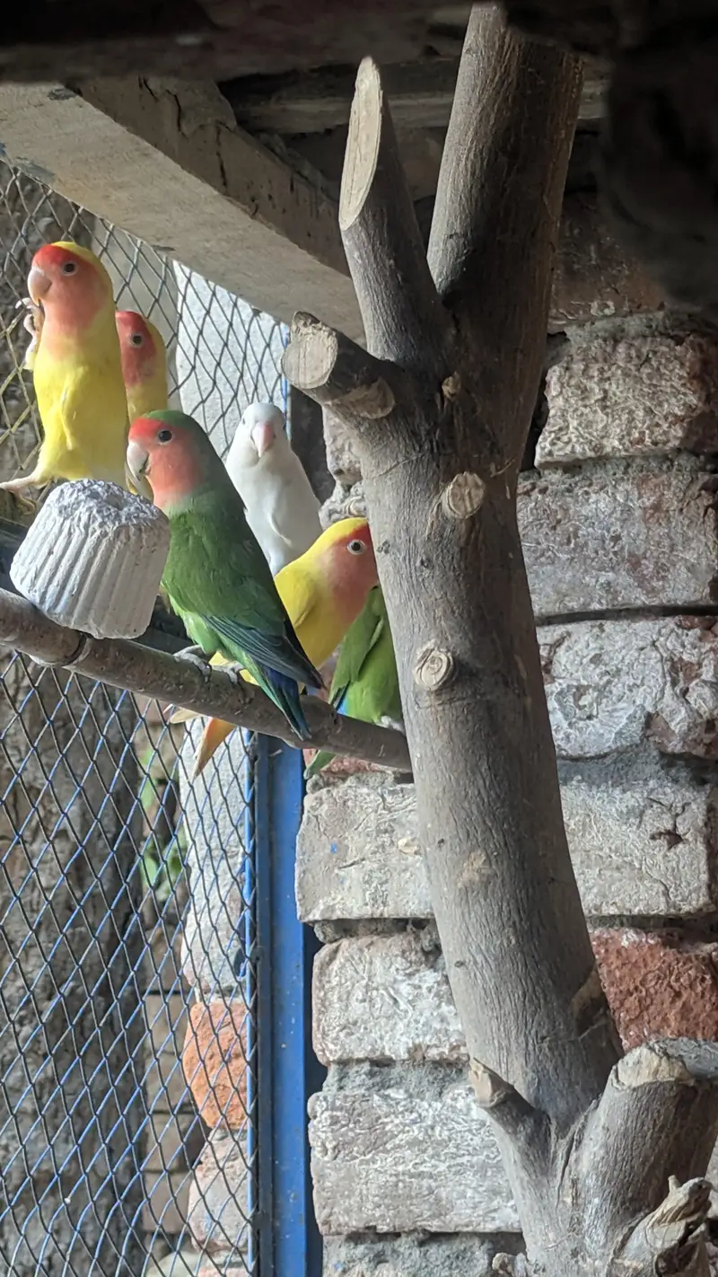 love birds — photo 2