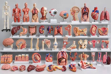 Human Anatomy Models for Medical Education & Training premium Quality