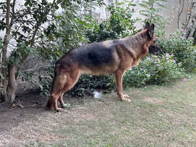 German Shepherd breeder Female