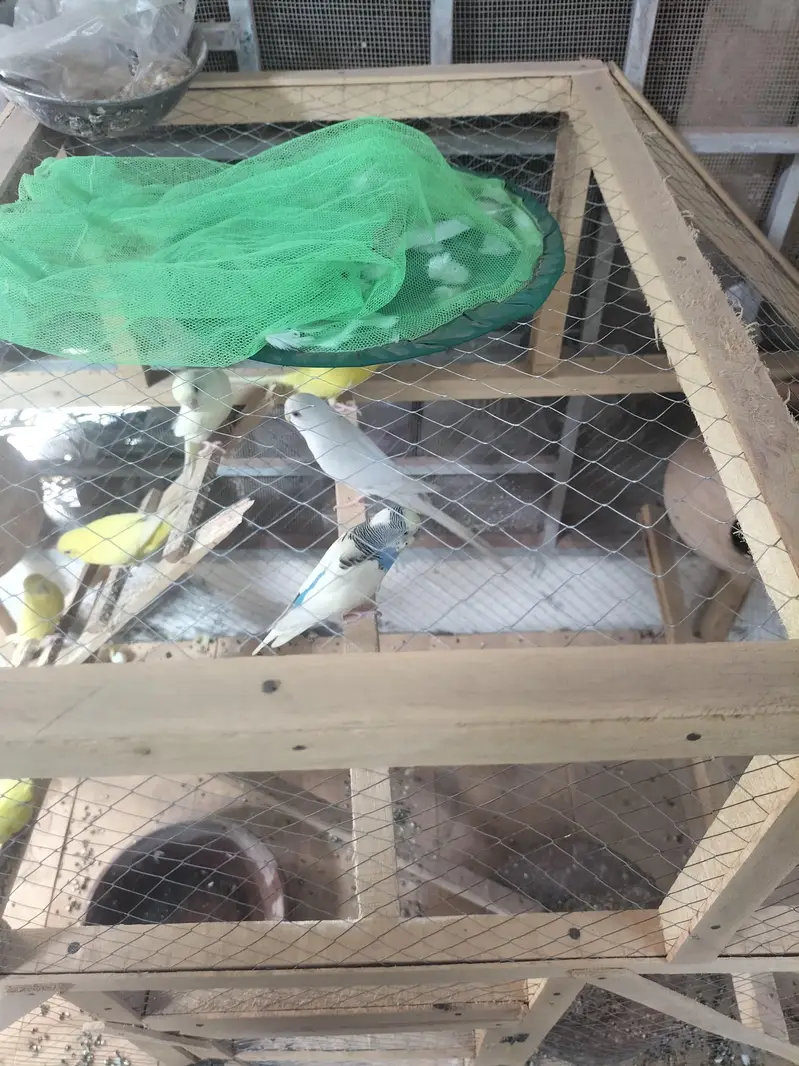 bredding pair red eyes all oky — photo 3