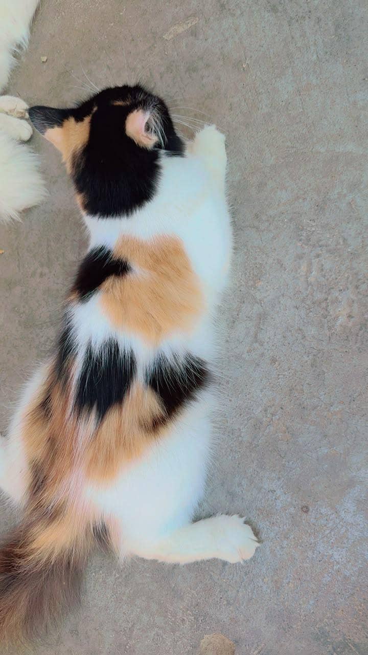 cats love 0