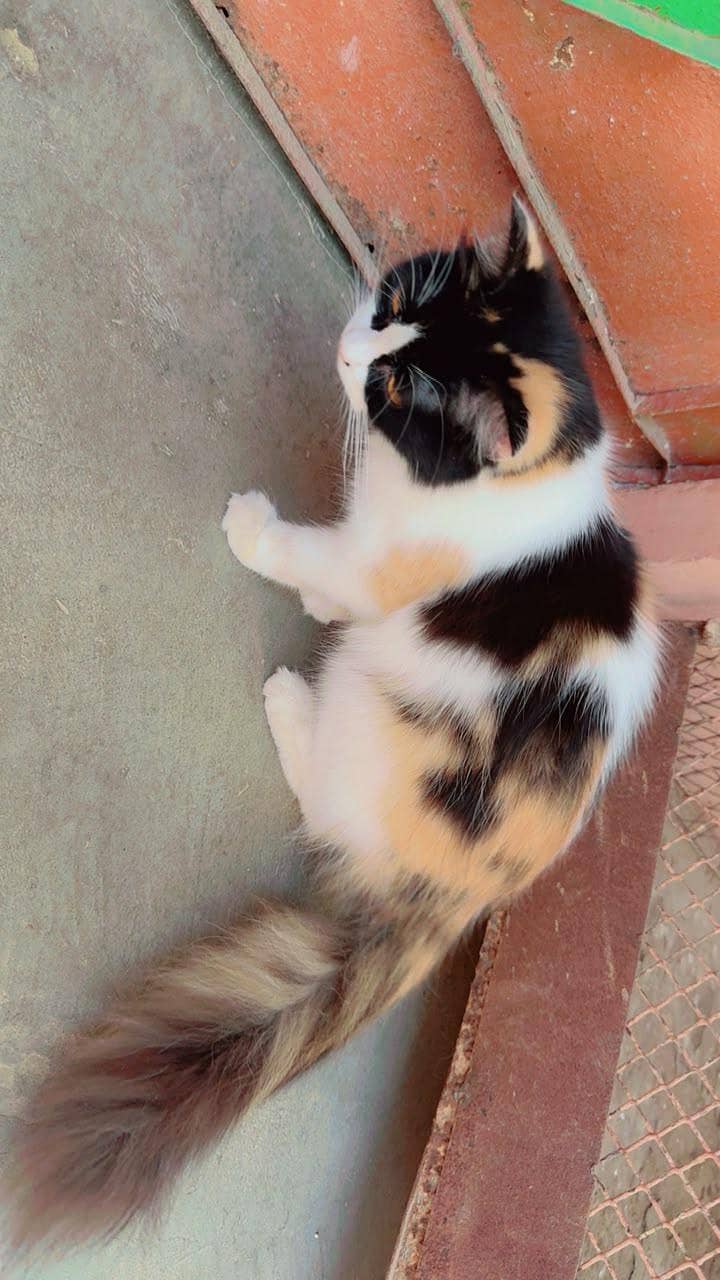 cats love 1