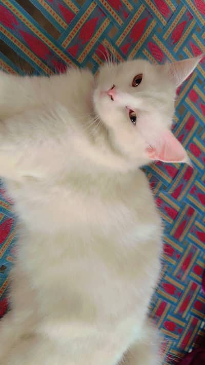 cats love
