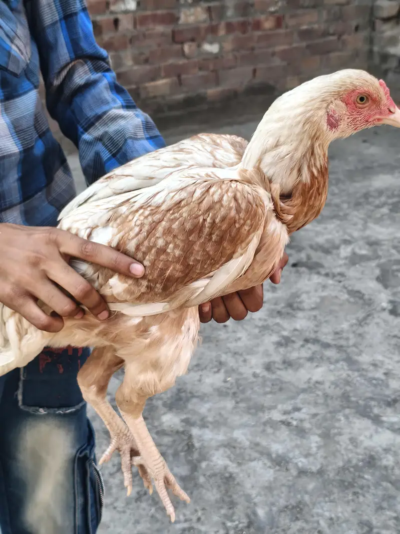 Aseel Pair/ Mianwali — photo 2