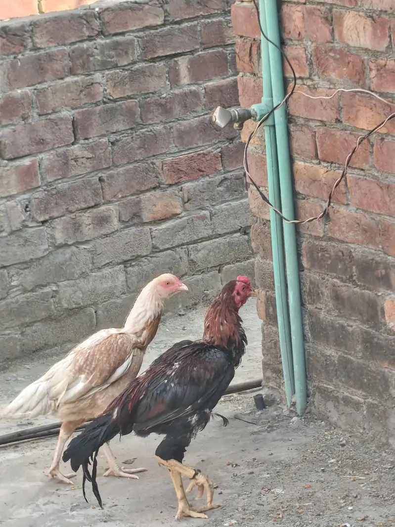 Aseel Pair/ Mianwali — photo 3