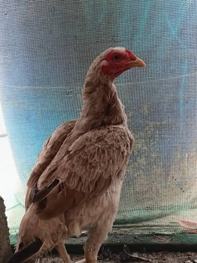 aseel female and heera forsale