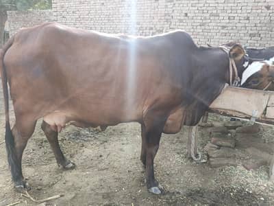 6 month ki ghabn jersi cross pechy 10 month ka Cholstani vacha