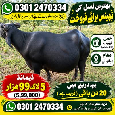 حاملہ بھینس برائے فروخت
