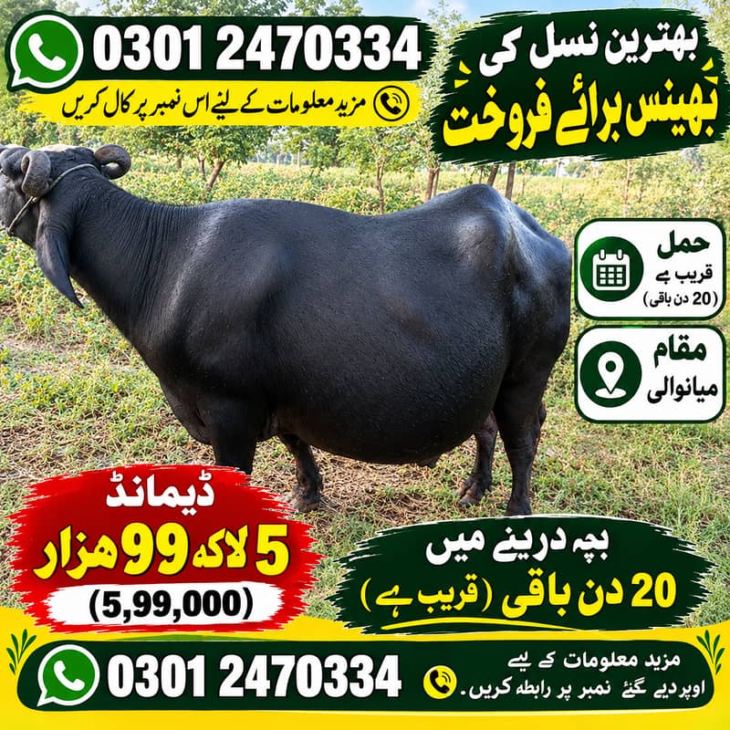 حاملہ بھینس برائے فروخت 0