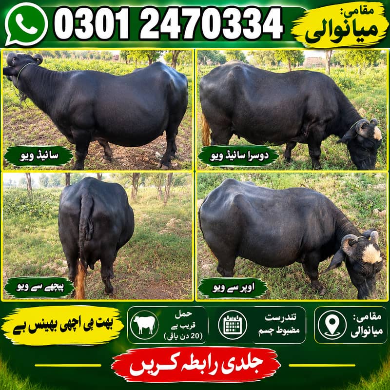 حاملہ بھینس برائے فروخت 1