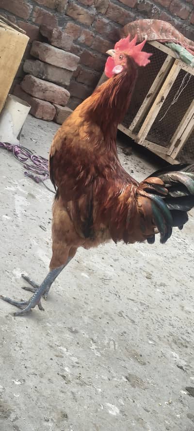 2 desi murgay for sale