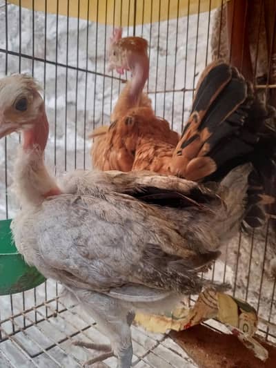 ganji murghi chicks