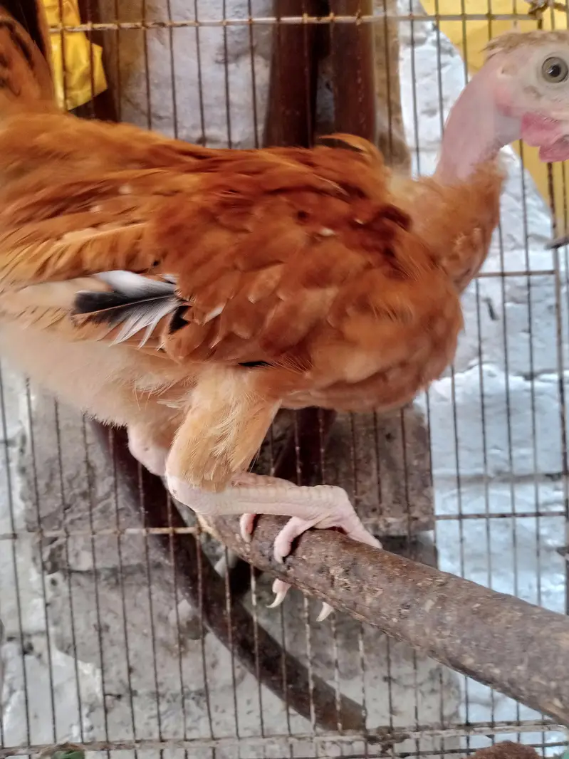 ganji murghi chicks — photo 2