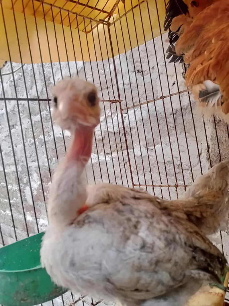 ganji murghi chicks — photo 3