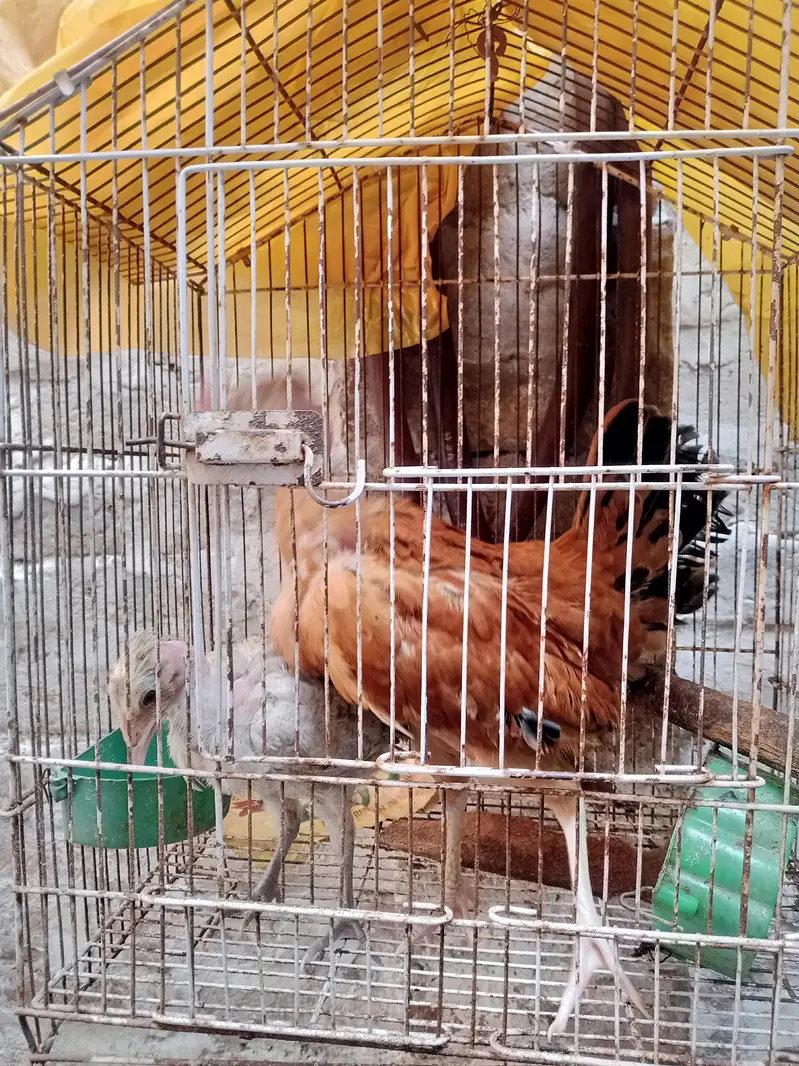 ganji murghi chicks — photo 4