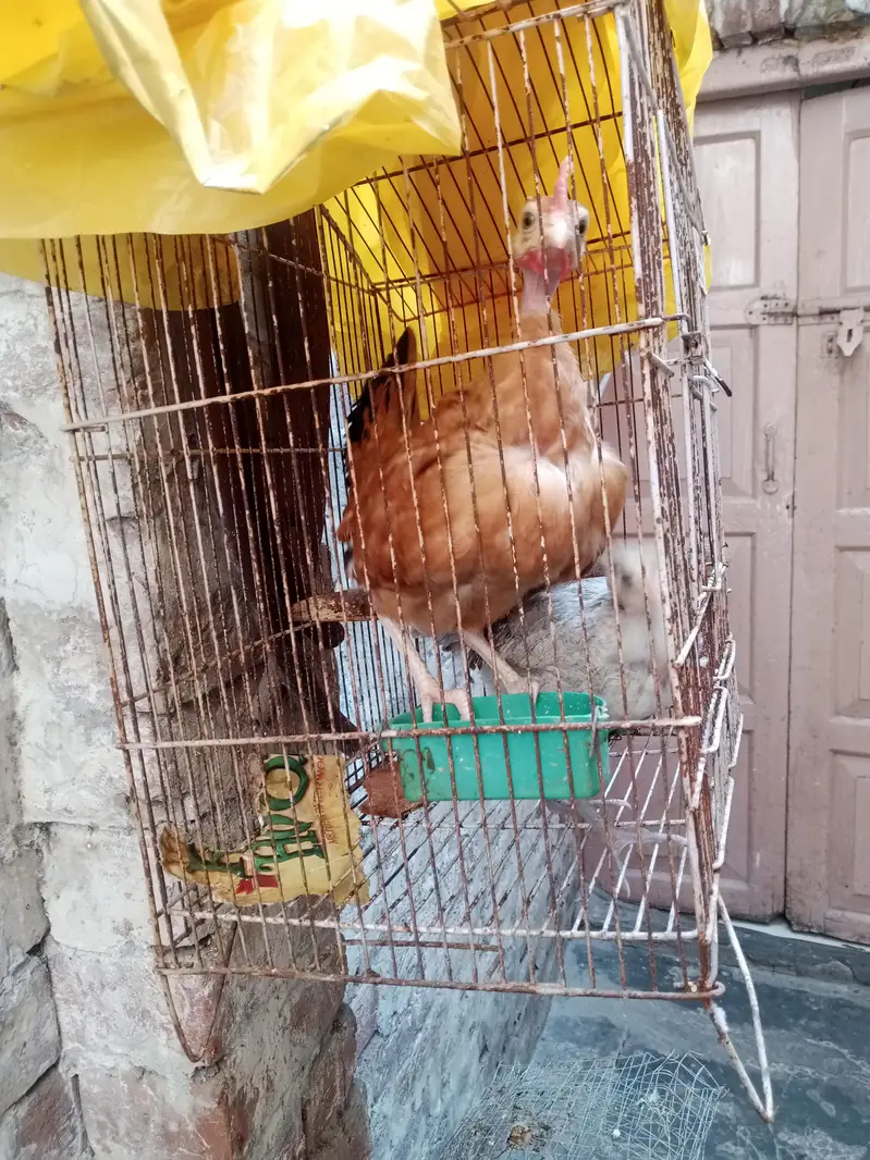 ganji murghi chicks — photo 5